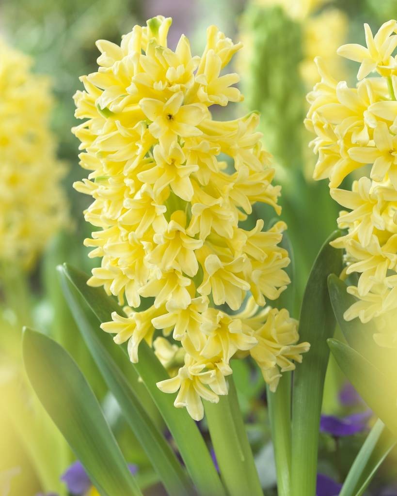 Hyacinthus orientalis 'Gipsy Princess'